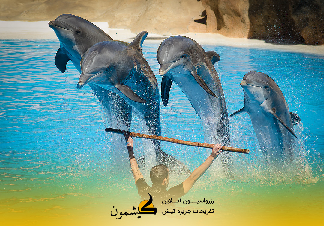 Have fun with dolphins in Kish island